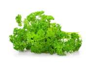 English Parsley (Holland)